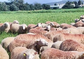 Mallorca se declara zona afectada por el serotipo 3 de lengua azul y activa la vacunación urgente tras confirmar un primer caso en Bunyola