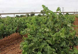 La uva de vino cae a precios de los años 80 y exigen al Gobierno las medidas prometidas para frenarlo