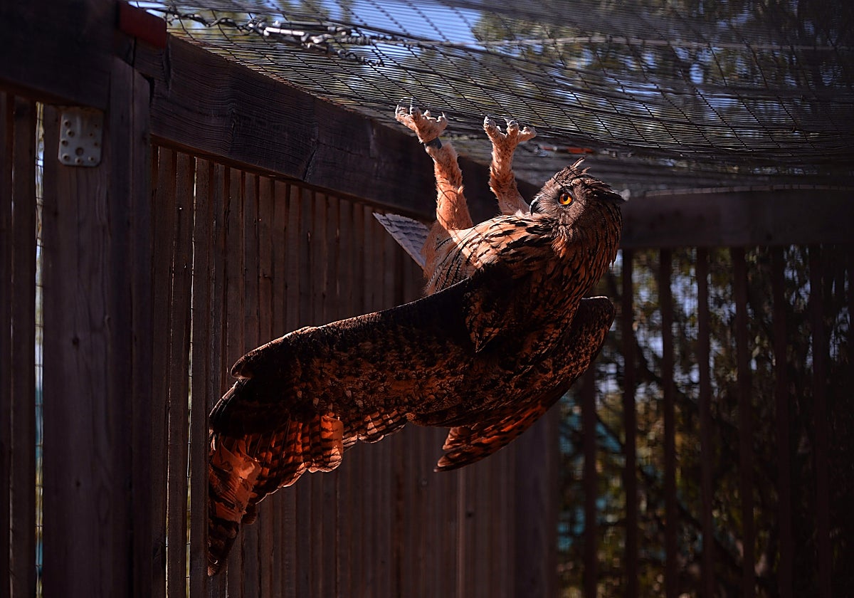 Búho real en el Centro de Especies Irrecuperables de Los Villares