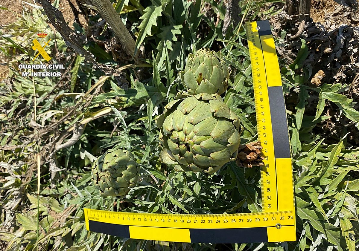 Imagen de una alcachofa de la variedad 'Green Queen'