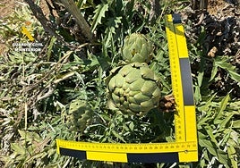 La Guardia Civil destapa la producción fraudulenta de la alcachofa 'Green Queen' en Castellón