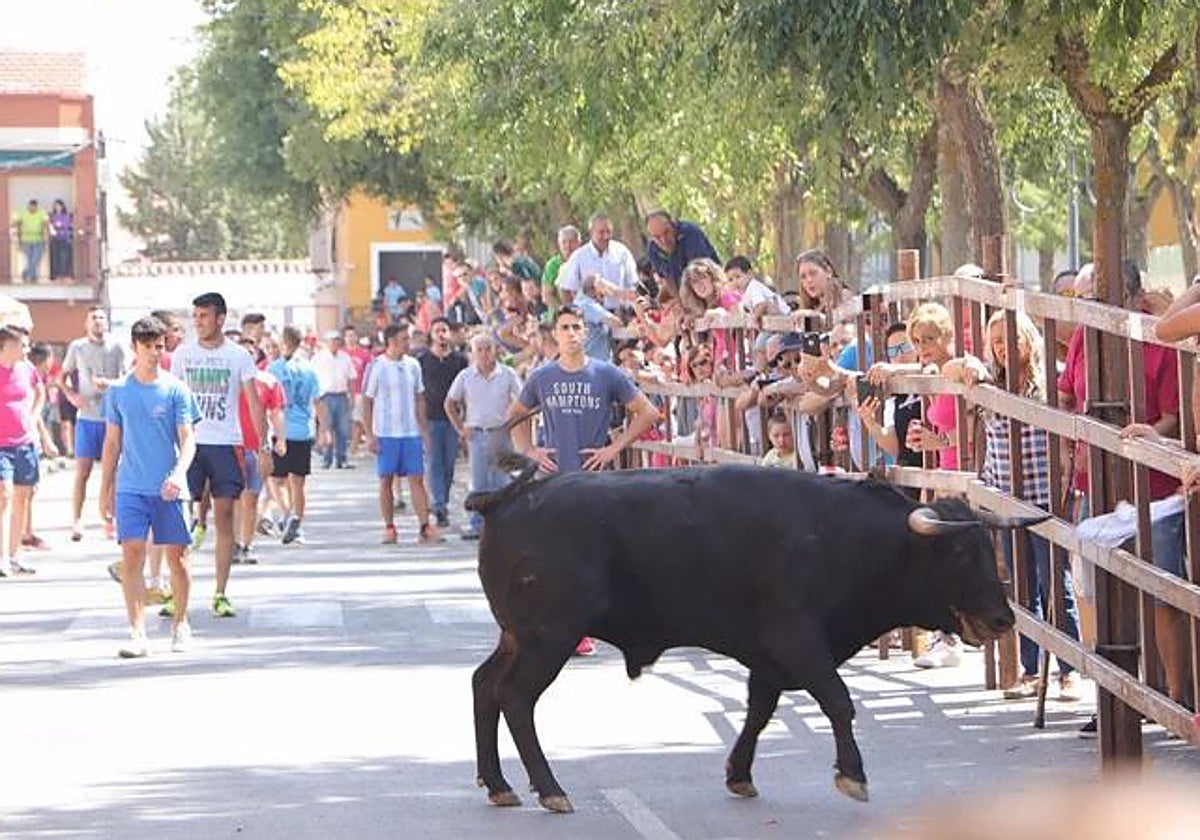 Encierro en Almodóvar del Campo
