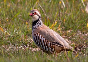 Castilla-La Mancha abre el proceso participativo para un nuevo Reglamento de Caza tras la anulación judicial del de 2022