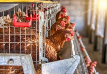 Veterinarios recuerdan que es «muy excepcional» que el virus de la gripe aviar afecte a las personas