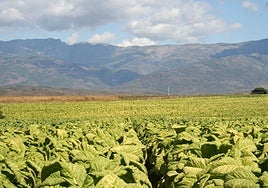 Las familias del tabaco, entre la asfixia de Europa y la futura ley contra el consumo: «Es parte de nuestra historia»