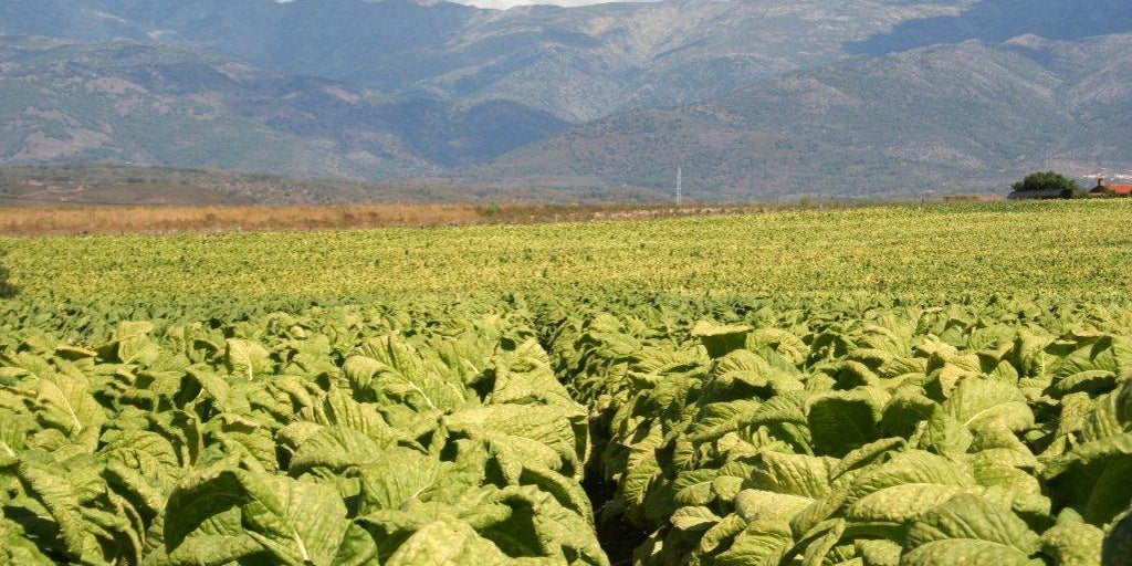 Las familias del tabaco, entre la asfixia de Europa y la futura ley contra el consumo: «Es parte de nuestra historia»