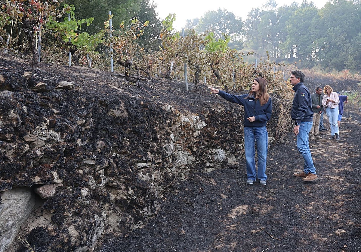 La conselleira comprueba este domingo la afectación de los viñedos a causa del incendio de Pantón