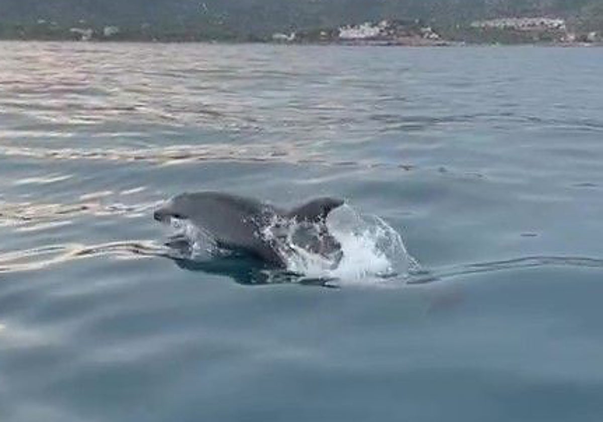 Crecen los avistamientos de delfines en un parque natural de Castellón