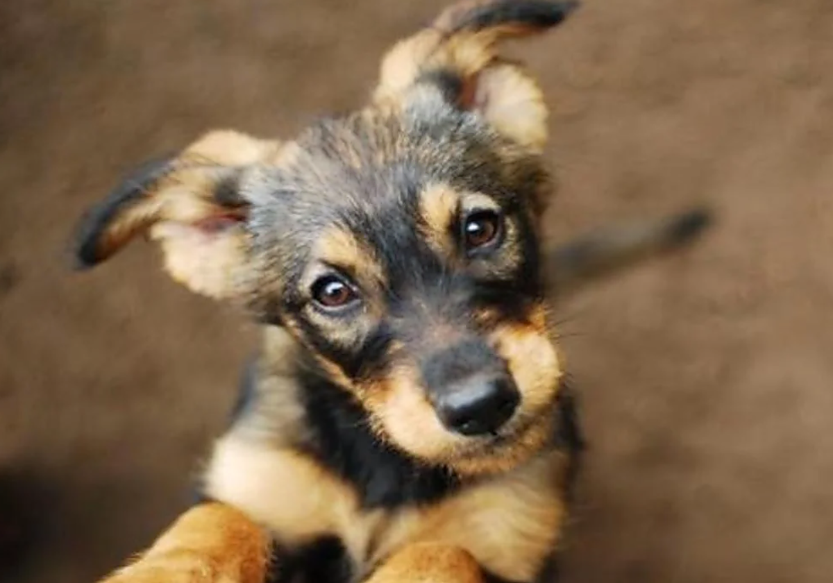 Cachorro de perro en foto recurso