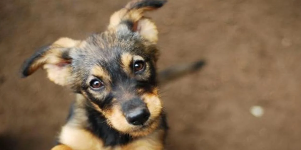 Condenado por violencia vicaria por tirar al perro de su pareja por un acantilado para hacerla sufrir