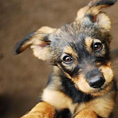 Condenado por violencia vicaria tras tirar al perro de su pareja por un acantilado para hacerla sufrir