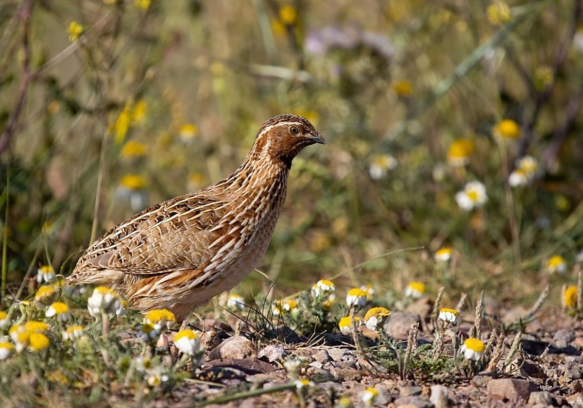 Castilla-la Mancha abre la media veda con la vuelta de la caza de la tórtola europea y regulación específica para la codorniz común