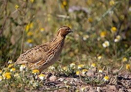 Ecologistas exige al Gobierno de Castilla-La Mancha responsabilidades políticas tras la anulación del Reglamento de Caza