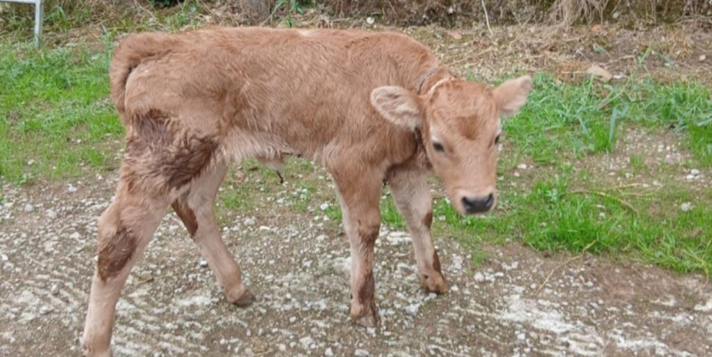 El ganadero de la vaca 'Milagros', parida tras el atropello de un tren: «No podía llamarla de otra forma»