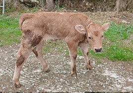 El ganadero de la vaca 'Milagros', parida tras el atropello de un tren: «No podía llamarla de otra forma»