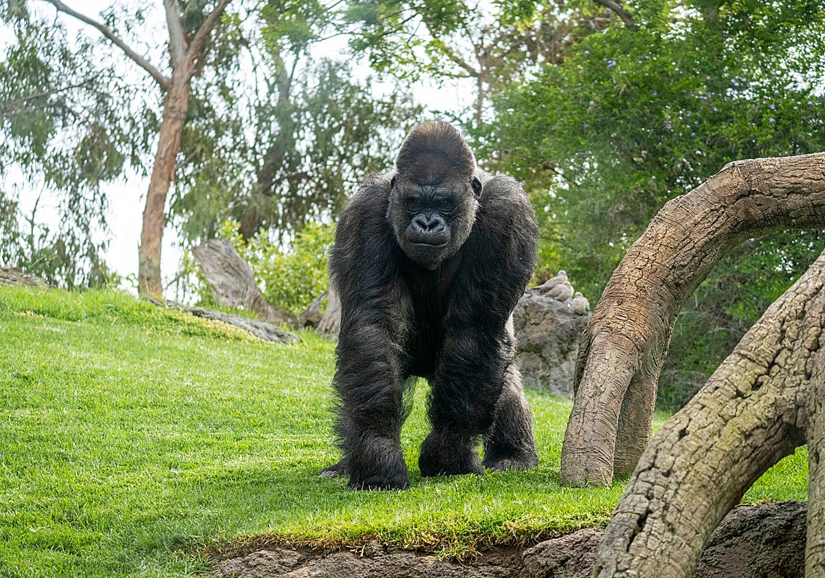 El gorila Jitu en la selva ecuatorial de Bioparc Valencia