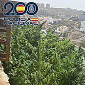 Detenido tras encontrar 567 plantas de marihuana en una finca en Gran Canaria