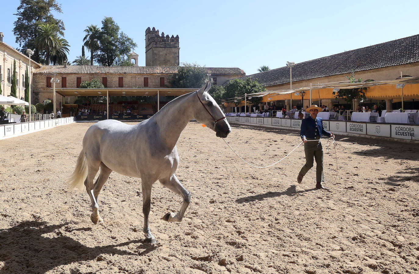 El Concurso Morfológico de caballos &#039;Ciudad de Córdoba&#039;, en imágenes