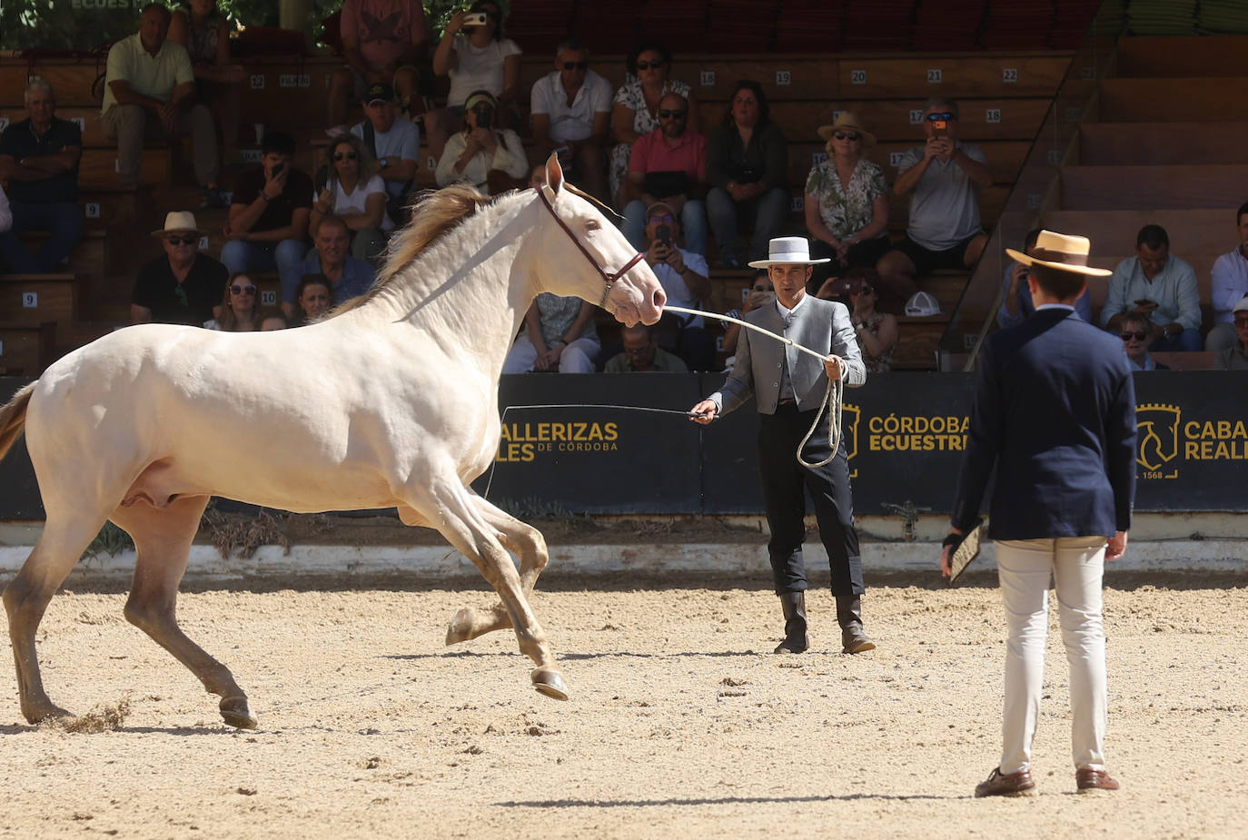 El Concurso Morfológico de caballos &#039;Ciudad de Córdoba&#039;, en imágenes