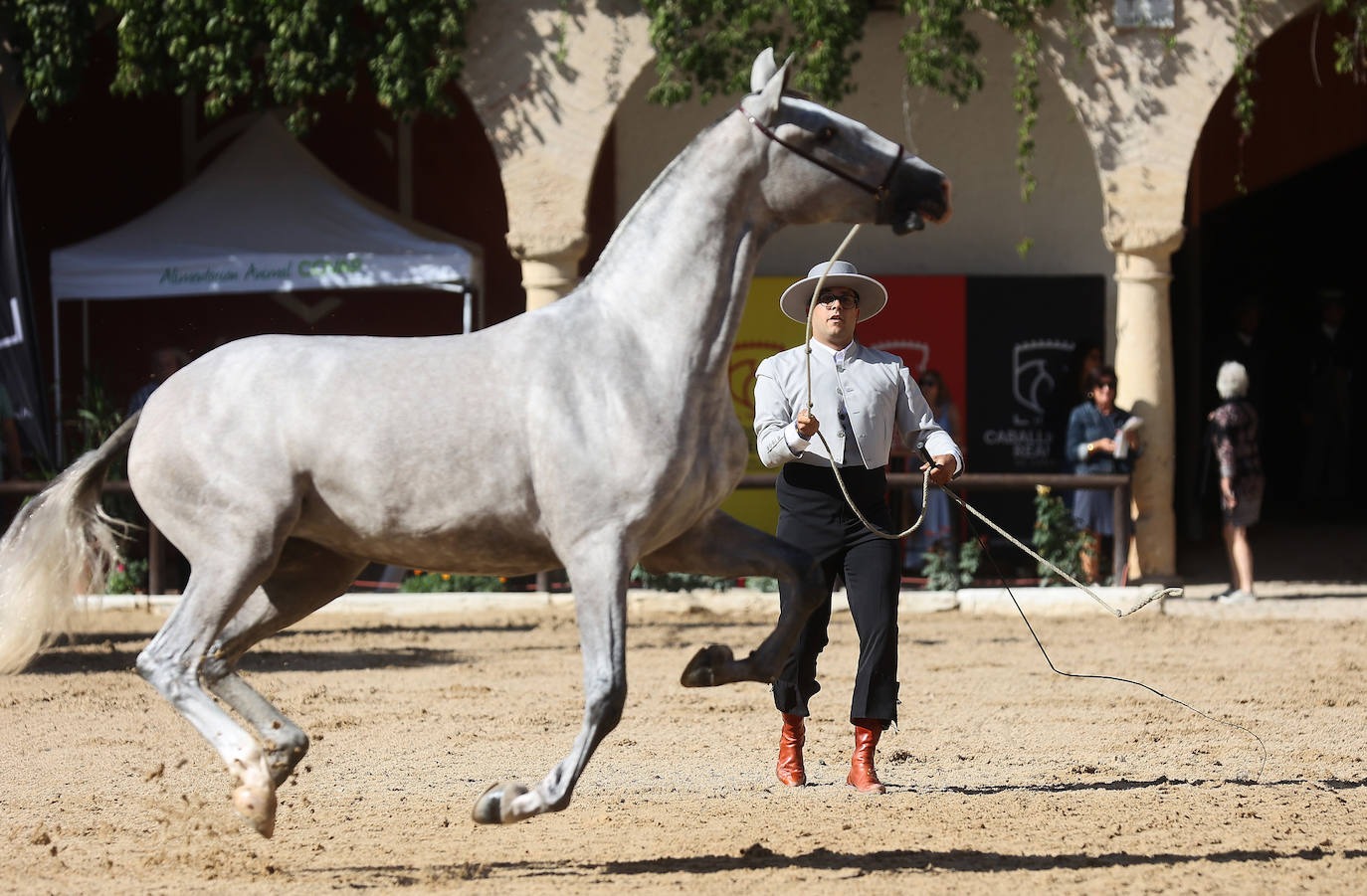 El Concurso Morfológico de caballos &#039;Ciudad de Córdoba&#039;, en imágenes
