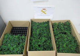 Sorprenden al conductor de un coche circulando con más de 250 plantas de marihuana en Montilla