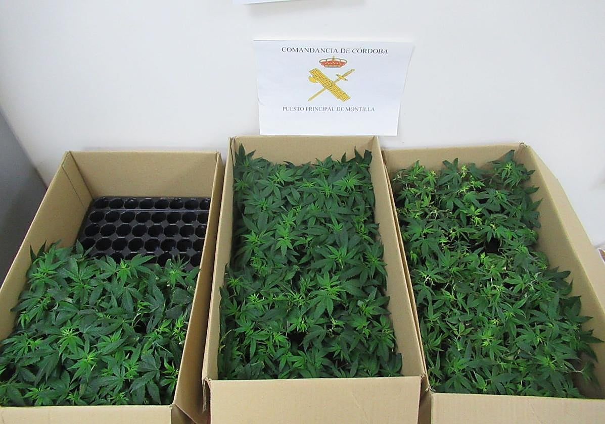 Plantas de marihuana intervenidas