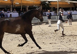 El Concurso Morfológico de caballos 'Ciudad de Córdoba', en imágenes