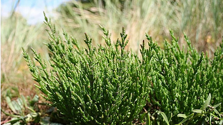 Varias matas de salicornia