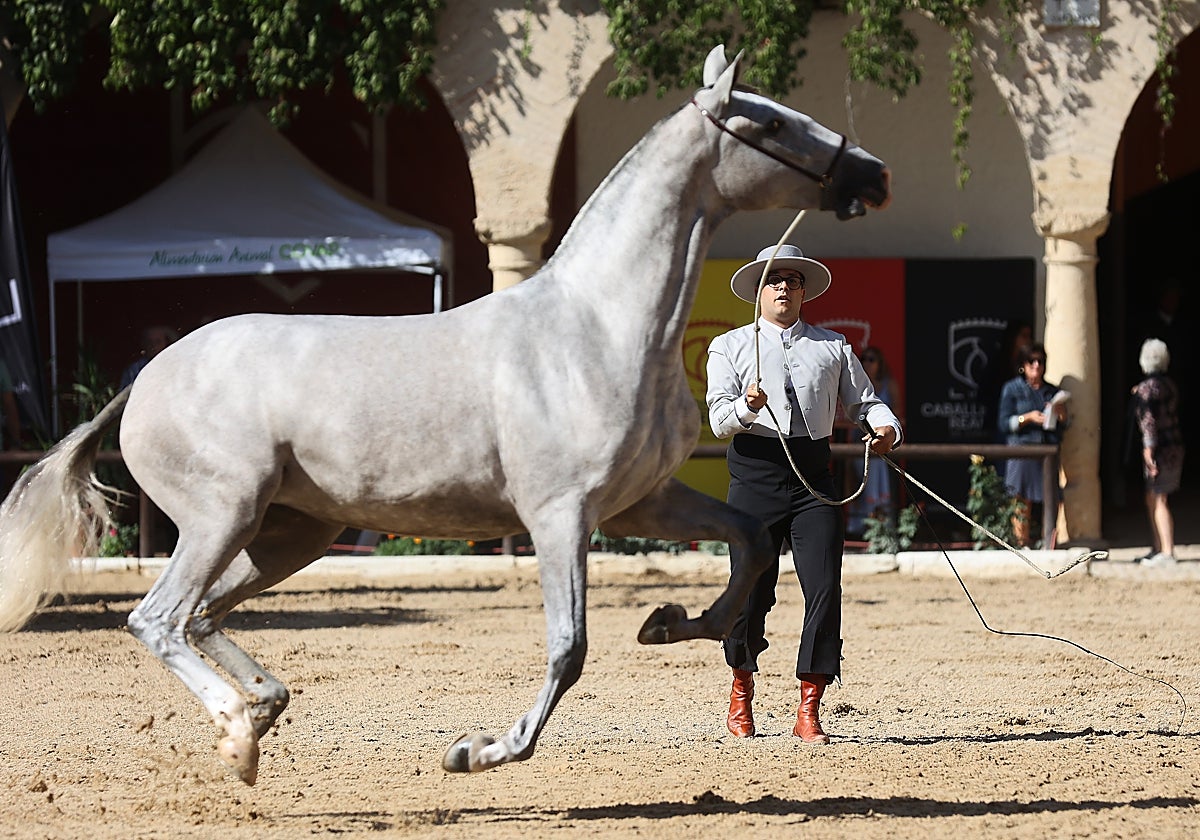 Un ejemplar en el Concurso Morfológico de Cabalcor en las Caballerizas