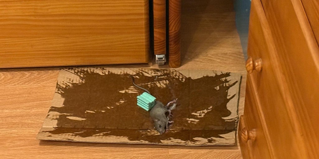Atormentados por las ratas en la sierra de Madrid
