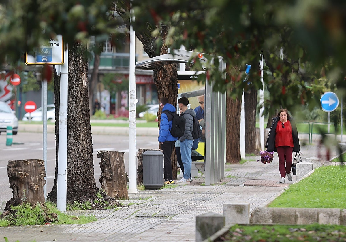 Árboles cortados en la avenida Virgen de la Milagrosa