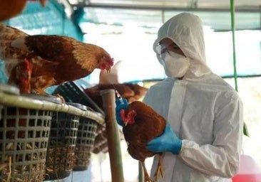 Detectado un foco de gripe aviar en una explotación de Valdemoro con 450.000 gallinas