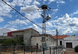 Conquista a oscuras: los nidos de cigüeña provocan continuos cortes de luz en el pueblo