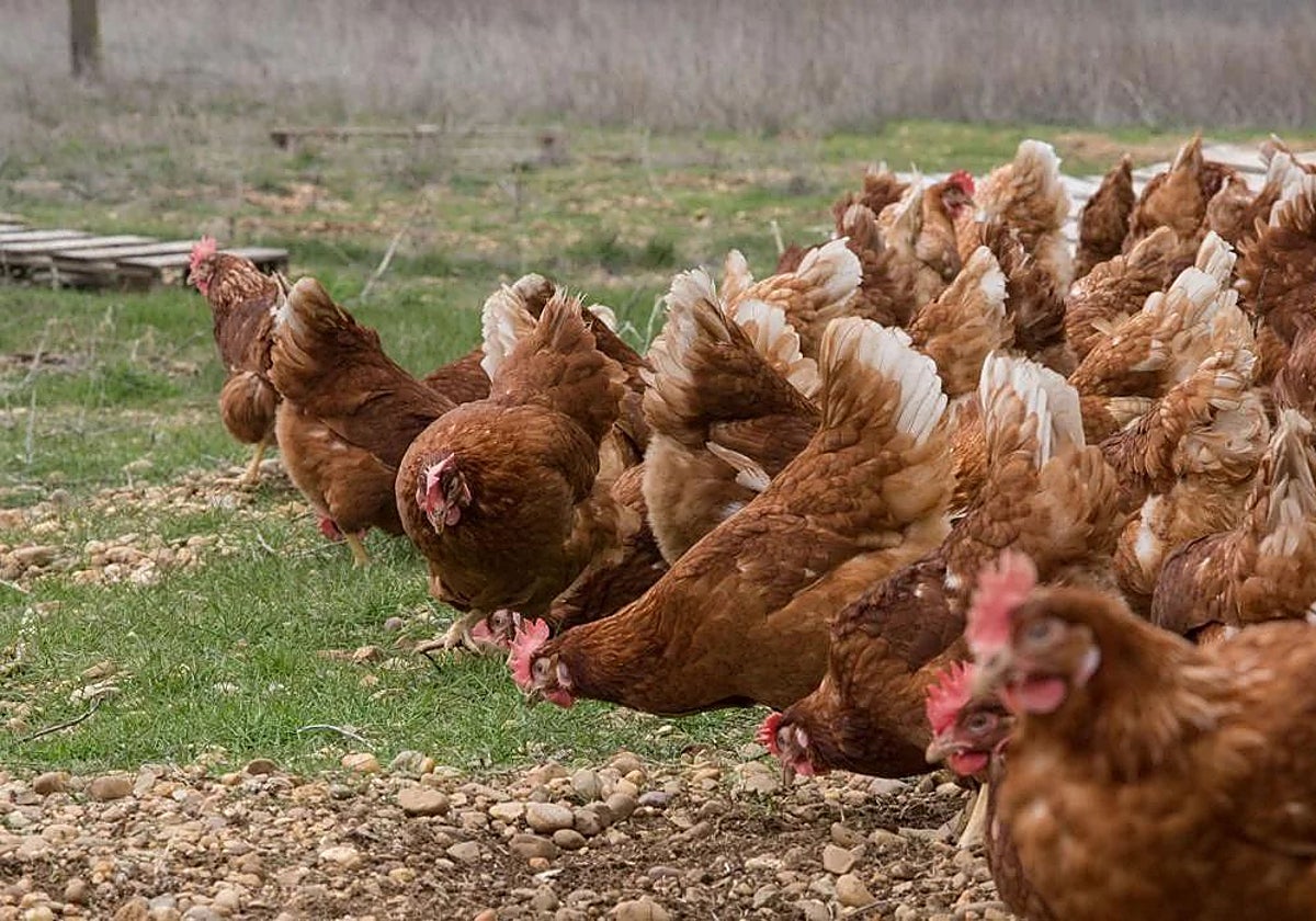 Explotación de gallinas