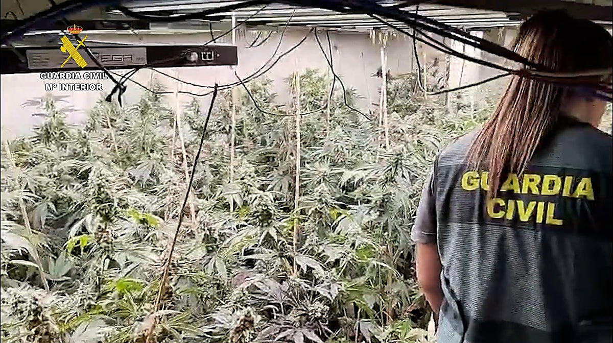 Imagen del cultivo de marihuana localizado en un chalet de Vila Joiosa, en Alicante
