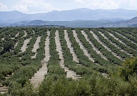 Previsiones: la producción de aceite en Castilla-La Mancha apunta a un 17% menos que la última campaña