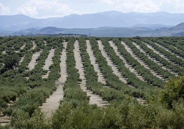 Previsiones: la producción de aceite en Castilla-La Mancha apunta a un 17% menos que la última campaña