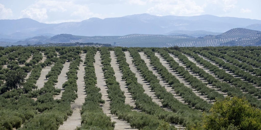 Previsiones: la producción de aceite en Castilla-La Mancha apunta a un 17% menos que la última campaña