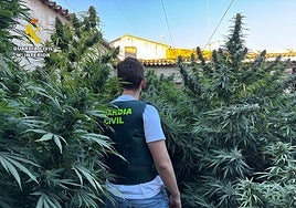 La Guardia Civil detiene a una mujer en Villarrobledo que tenía en su patio una plantación de marihuana