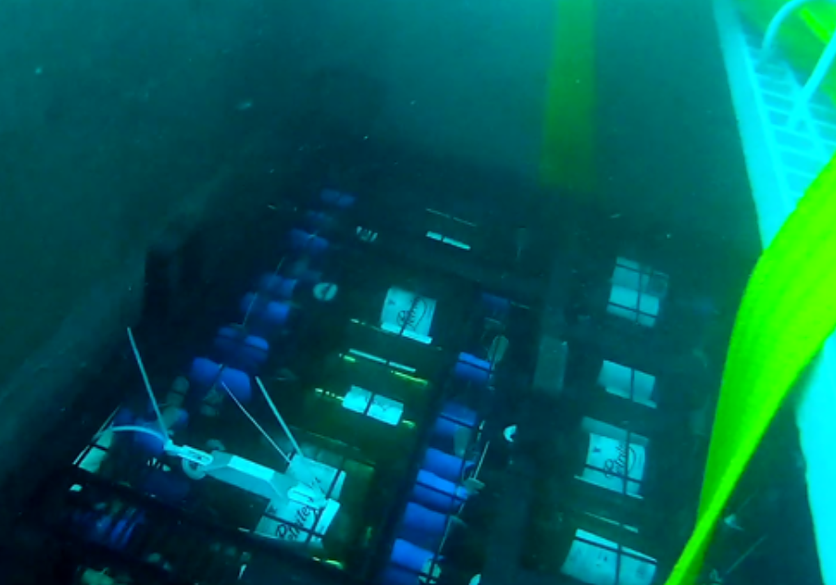 Botellas de vino en una de las jaulas especiales para su envejecimiento en el fondo del mar