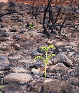 Imagen secundaria 2 - Profesionales del CSIC trabajando sobre el terreno en Las Médulas. A la derecha, la vida se abre paso en una zona quemada 