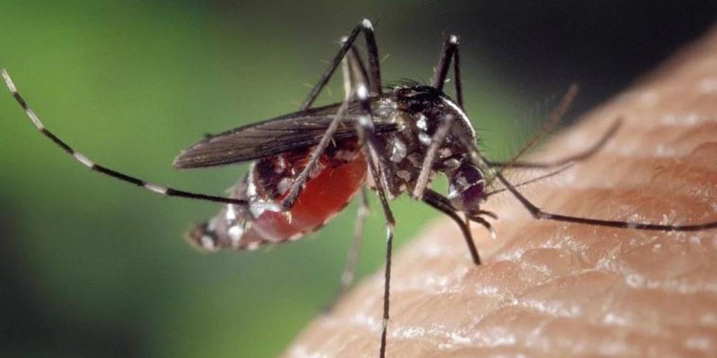 Extremadura ya supera el número de muertes por virus del Nilo que registró hace un año
