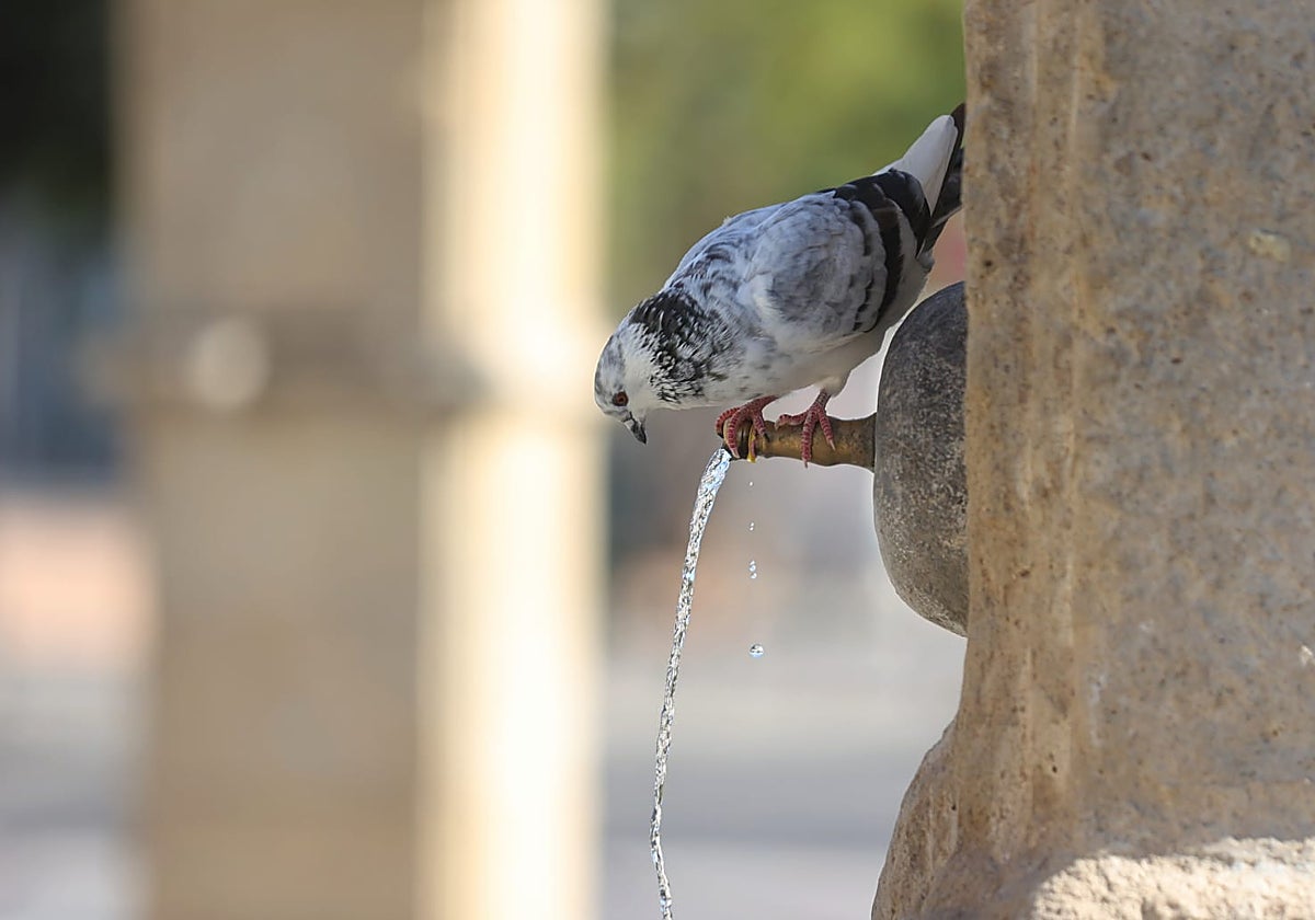 Una paloma bebe agua en la fuente de la plaza Padres de Gracia
