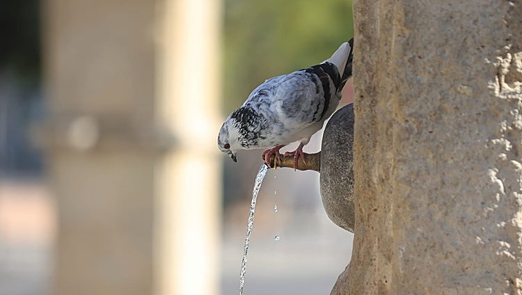 'Guerra' a las palomas en Córdoba: Sadeco inicia una campaña de información y sanciones por alimentarlas