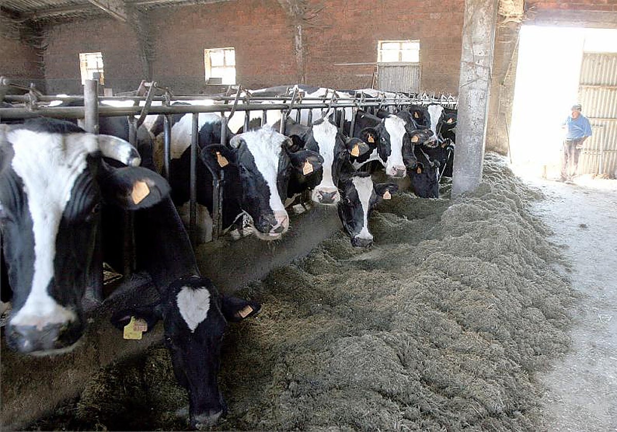 Imagen de archivo de una granja de vacuno