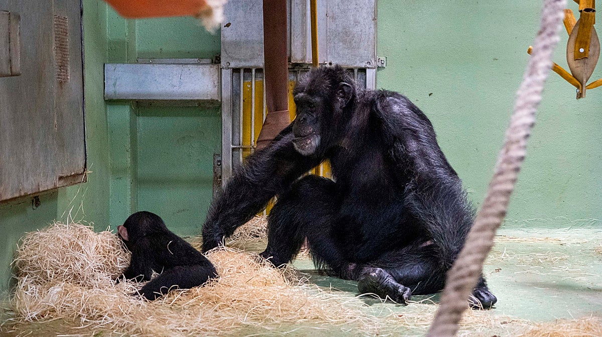 Imagen del chimpancé Ekon en el reencuentro con su hijo en Bioparc Valencia
