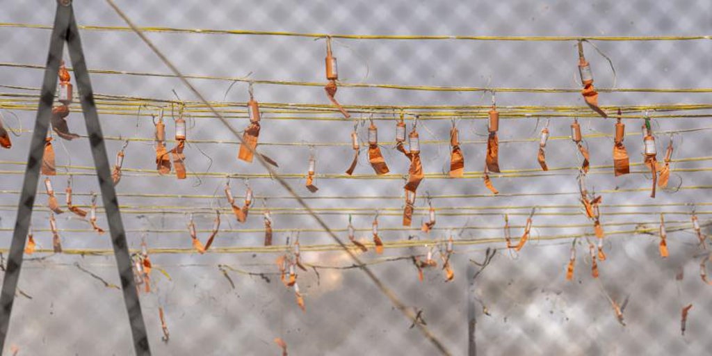 Mascletá suspendida hoy en Valencia: el 9 de octubre se queda sin pólvorat