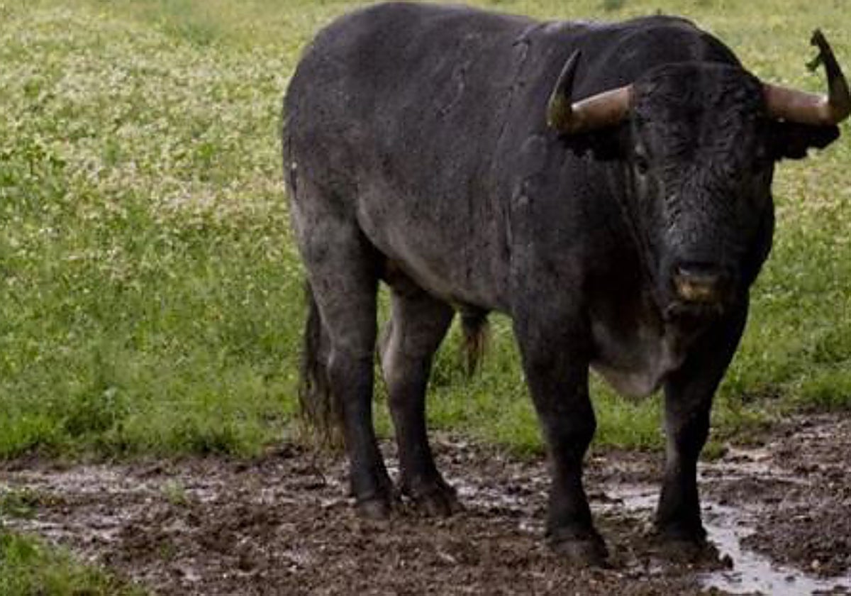 Un toro fugitivo mantiene en alerta a Brihuega (Guadalajara) tras escaparse de un encierro