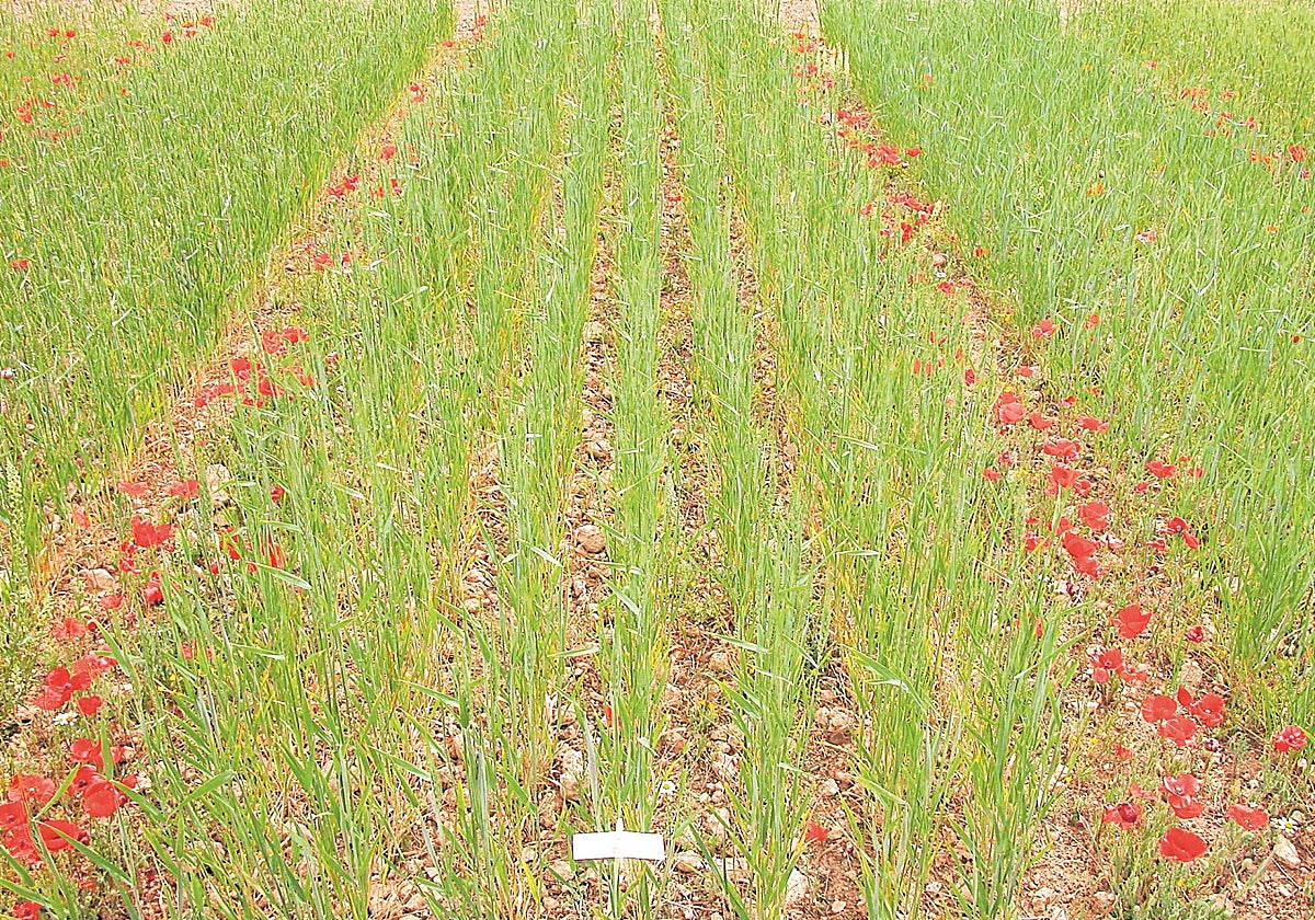 Cultivo de cereal ecológico