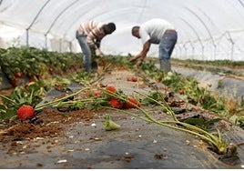 Cien trabajadores de Senegal inician la recogida de la fresa en Huelva